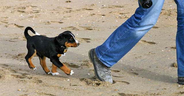Appenzeller pup op het strand