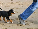 Appenzeller pup op het strand