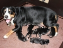 Helledora van de Tiendenschuur met haar pups, kennel Van de Wildschutvorsterhoeve Helledora van de Tiendenschuur met haar pups, kennel Van de Wildschutvorsterhoeve
