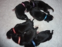 Suus (Coco op 't Norde ) met haar pups, kennel Van de Vrolijkheid Suus (Coco op 't Norde ) met haar pups, kennel Van de Vrolijkheid