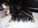 Suus (Coco op 't Norde ) met haar pups, kennel Van de Vrolijkheid