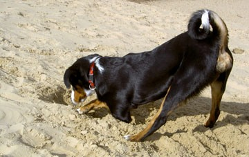 Appenzeller Sennenhond graaft een kuil in het zand