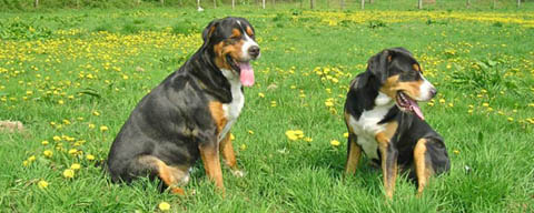 Grote Zwitserse Sennenhonden: vader en dochter