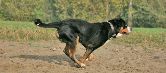 rennende grote zwitserse sennenhond